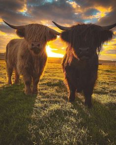 two long haired cows standing on top of a grass covered field