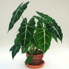 a potted plant with large green leaves in it's center, on a white background