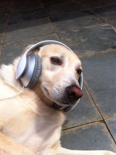 a dog with headphones laying on the ground