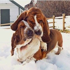 two dogs playing in the snow with each other and one is biting another dog's ear