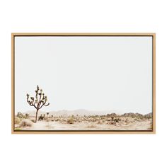 a desert scene with a lone cactus in the foreground