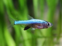 a small blue and purple fish in some water