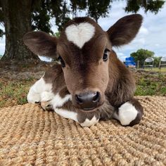 a brown and white cow laying on top of a rug