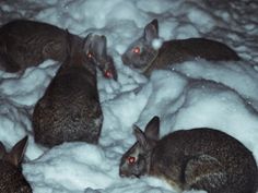 four rabbits sitting in the snow at night, with red eyes glowing on their ears