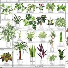 an illustrated guide to houseplants and their uses for indoor plants in the home