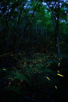 fireflies in the forest at night time with trees and bushes behind them, all lit up by bright yellow lights