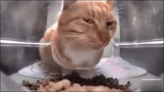 an orange cat sitting on top of a plastic container with food in it's mouth