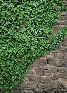 a cat sitting on the ground next to a wall covered in green plants and ivy