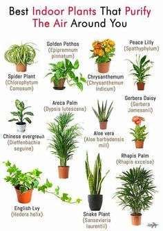 the best indoor plants that purify the air around you in various types of potted plants