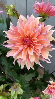 an orange and pink flower with green leaves