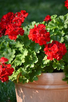 red and green flowers in a pot on the ground