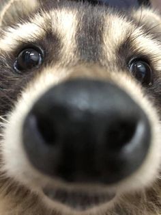 a close up view of a dog's nose