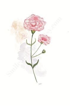 two pink flowers on a white background