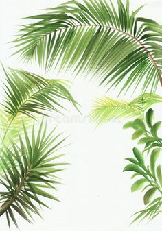 green palm leaves on white background