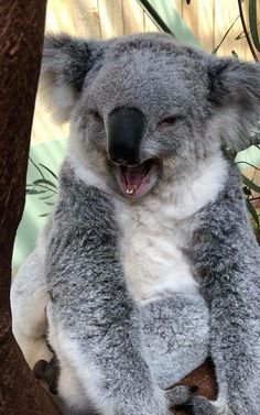 a koala bear sitting in a tree with its mouth open