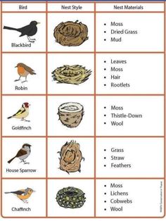 different types of birds and their names