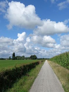 an empty dirt road in the middle of a green field with tall grass on both sides