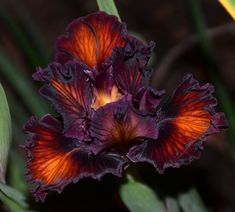 a purple and orange flower with green leaves