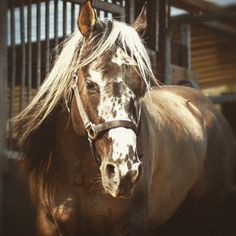 a brown and white horse standing in front of a metal fence with long hair on it's head