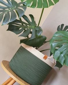 a plant with large green leaves in a basket on top of a wooden stand next to a white wall