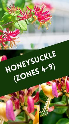 four different pictures of flowers with the words honeysuckle zones 4 - 9 on them