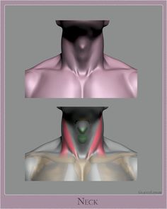 two different views of the neck and chest with an image of a man's head