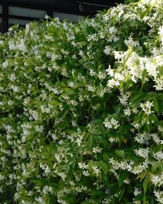 white flowers growing on the side of a building