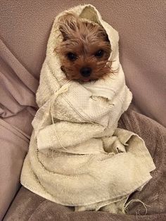 a small dog wrapped in a towel on top of a couch