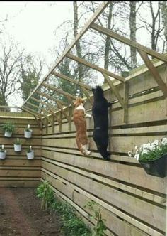 two cats climbing up the side of a wooden fence