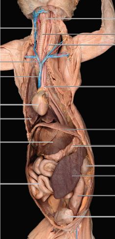 an image of the human body with labels on its torso and back side, labeled in blue