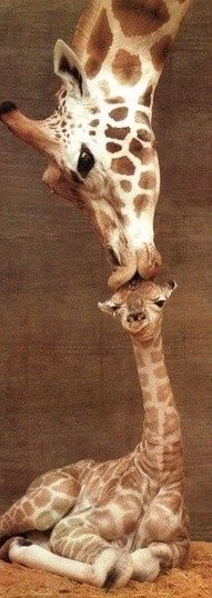 Kiss A Mother's Love, Giraffe Art, Mother's Love, Sweet Boy, Happy Mother, Baby Giraffe