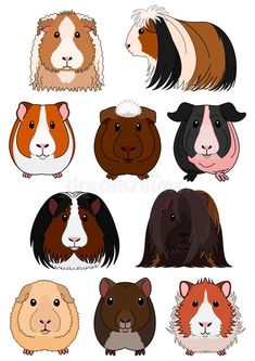 guinea pigs and other animals on a white background royalty illustration