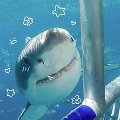 #shark #sharks #ocean #aquaticanimal #doodle #animaldoodlez #cuteshark #fyp #foryou #foryoupage #sea #animals #greatwhite #greatwhiteshark Sea Animals, Doodles, Animals