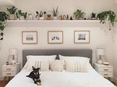 a dog sitting on top of a white bed in a room with potted plants