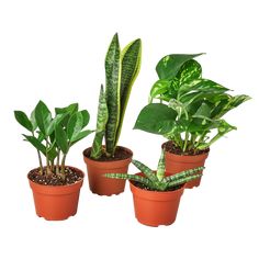 Low Light Bundle - Plant Swag Shop Indoor Plants For Low Light, Plants For Low Light, نباتات منزلية, Household Plants, Sustainable Home Decor, Indoor House Plants, Philodendron Monstera, Easy Care Plants, Best Indoor Plants