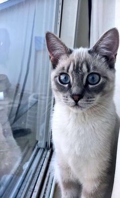 a white and gray cat sitting on top of a window sill next to a glass door