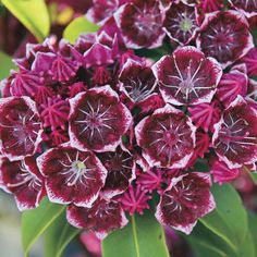 red and white flowers with green leaves in the background