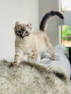 a cat walking on top of a bed next to a window