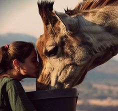 a woman kissing a giraffe on the nose