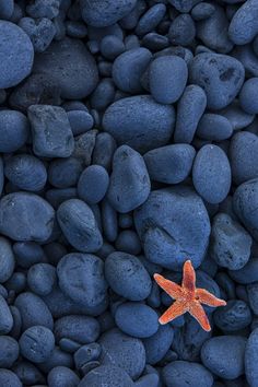 an orange starfish laying on some rocks