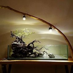 a bonsai tree in an aquarium with light bulbs on the ceiling and lights above it