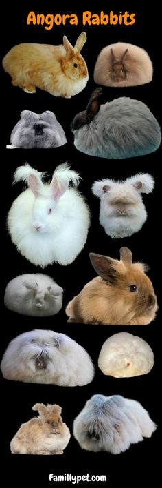 many different types of rabbits are shown in this image