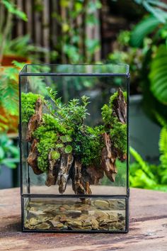 a glass box filled with plants and rocks on top of a wooden table in front of greenery