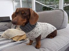 a brown dog wearing a sweater sitting on top of a couch next to a pillow