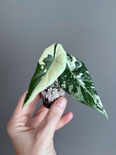 a hand holding a small plant with green leaves on it's tip and white speckles