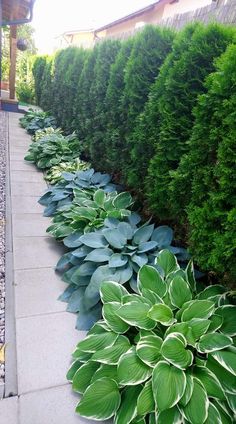 some very pretty green plants by the sidewalk