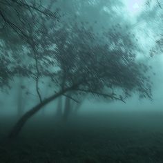 a foggy field with trees in the foreground and grass on the far side