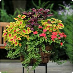 a potted plant with red and yellow flowers