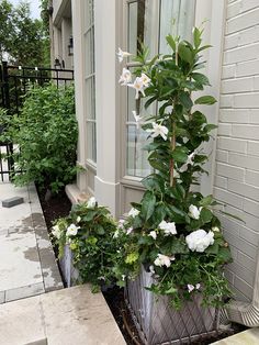 two planters with white flowers are on the side of a house in front of a window