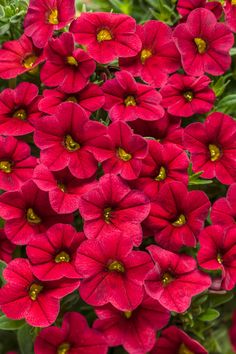 red flowers with green leaves in the background